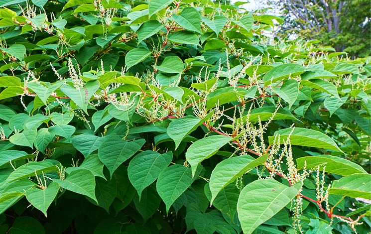 Perhaps you have heard of Knotweed?