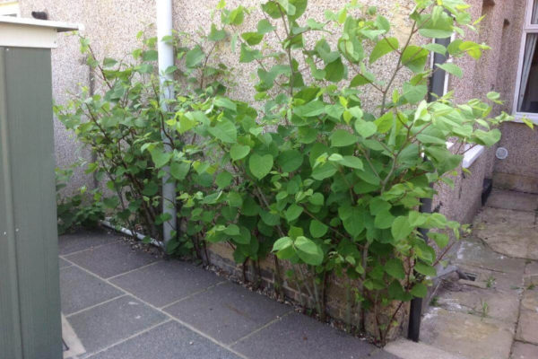 6295d026ef84ca4c84d429c7_knotweed-around-house