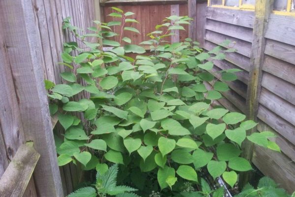 _97295443_knotweedingarden