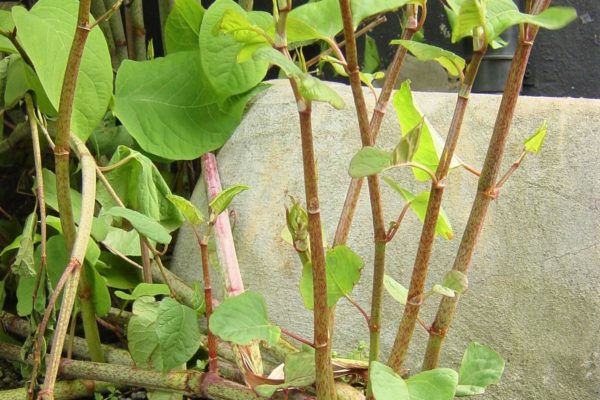 japanese-knotweed-2a_copy