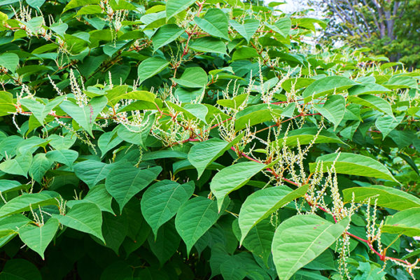 knotweed 3