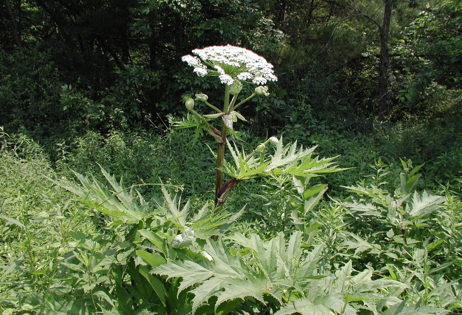 Is Hogweed Really Dangerous?