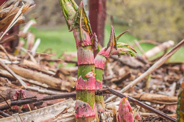 Japanese-Giant-Knotweed_-4