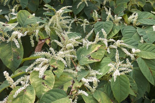 Reynoutria japonica in bloom