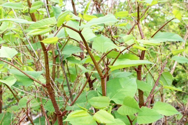 What-is-Japanese-Knotweed-ATG-Group