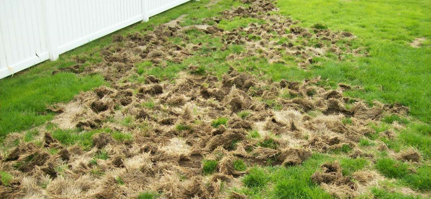 The Battle of Chafer Beetles: Safeguarding Your Lawn from Destructive Pests