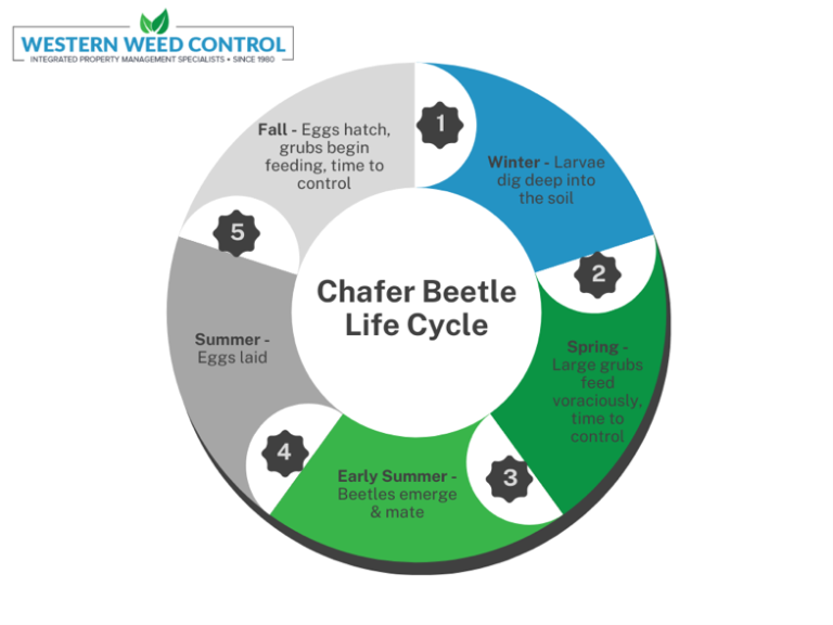 The Battle of Chafer Beetles: Safeguarding Your Lawn from Destructive ...