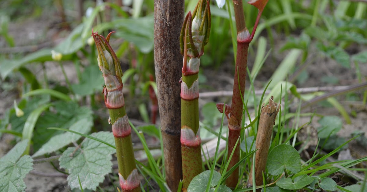 Spring has Sprung, and so has Knotweed: Here’s how to Prepare for the Invasion