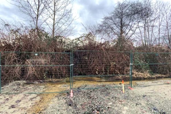BEFORE: Japanese knotweed identification – South property line