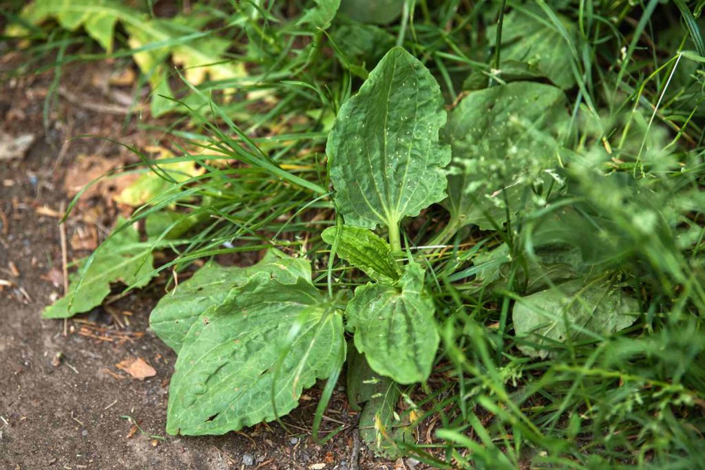 7 Common Broadleaf Weeds | Western Weed Control