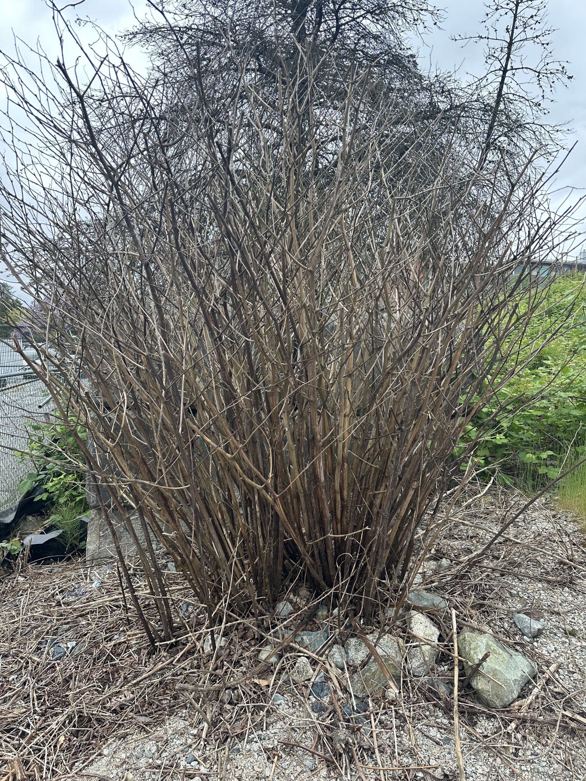 How Many Treatments Does It Take to Eradicate Knotweed?