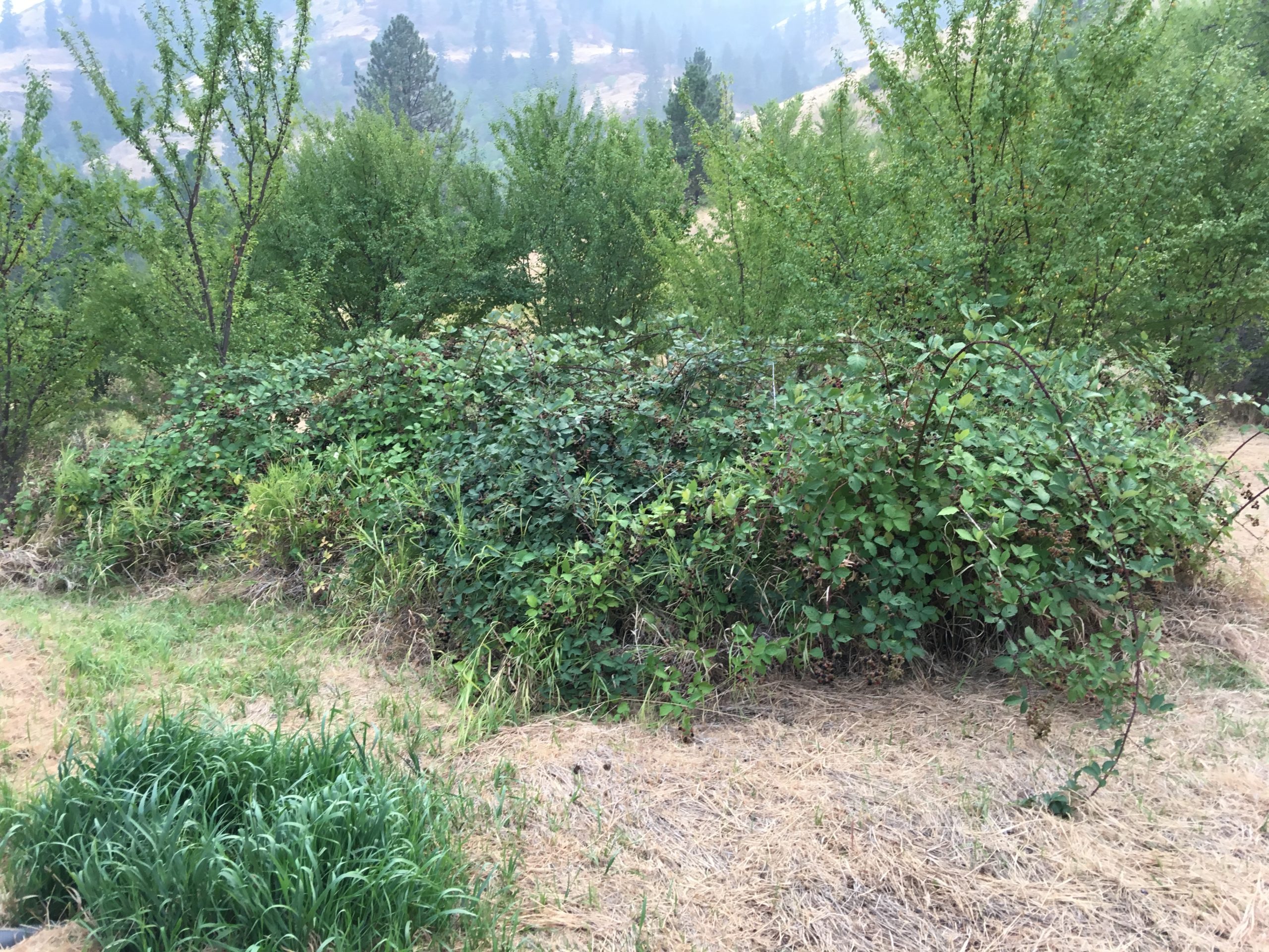 Blackberry Management in the Fall: A Two-Step Approach