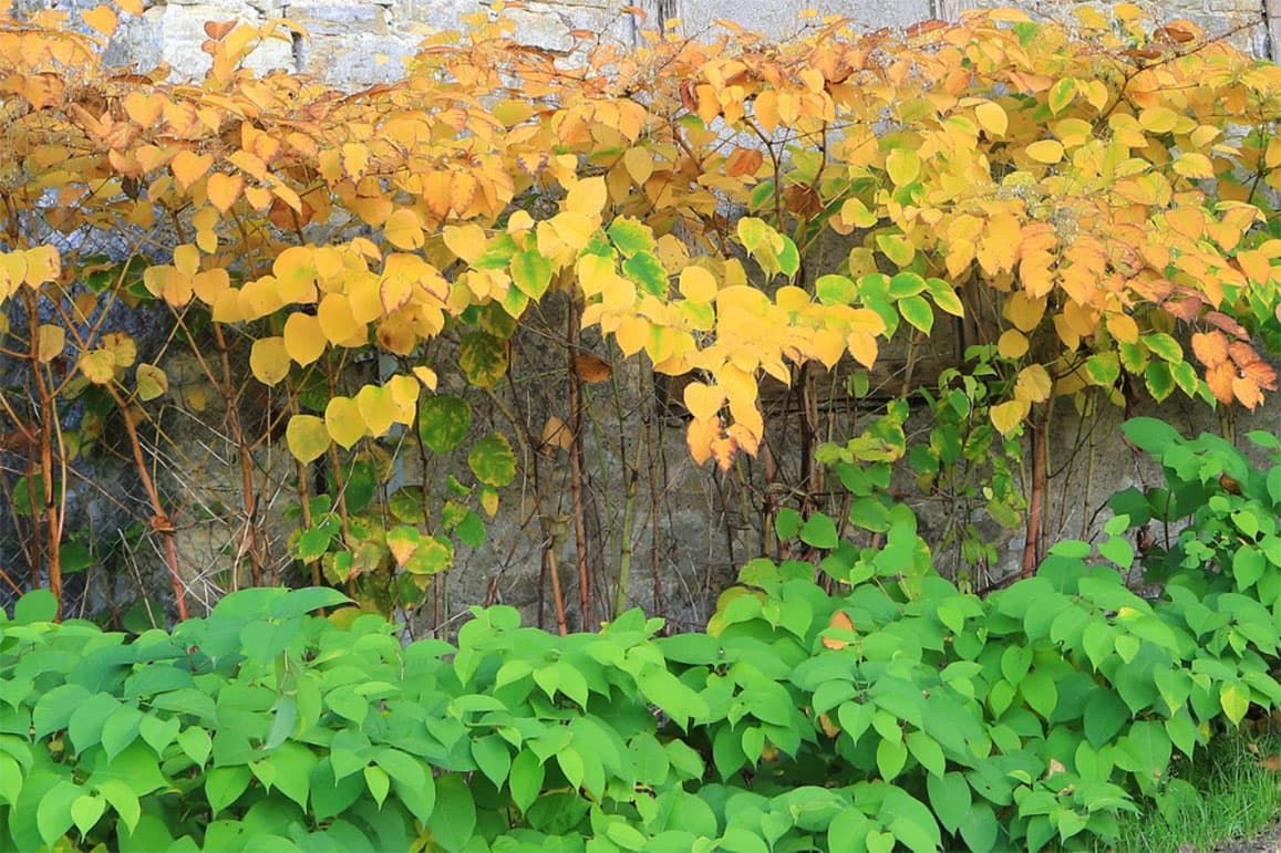 The Power of a Single Knotweed Treatment in September